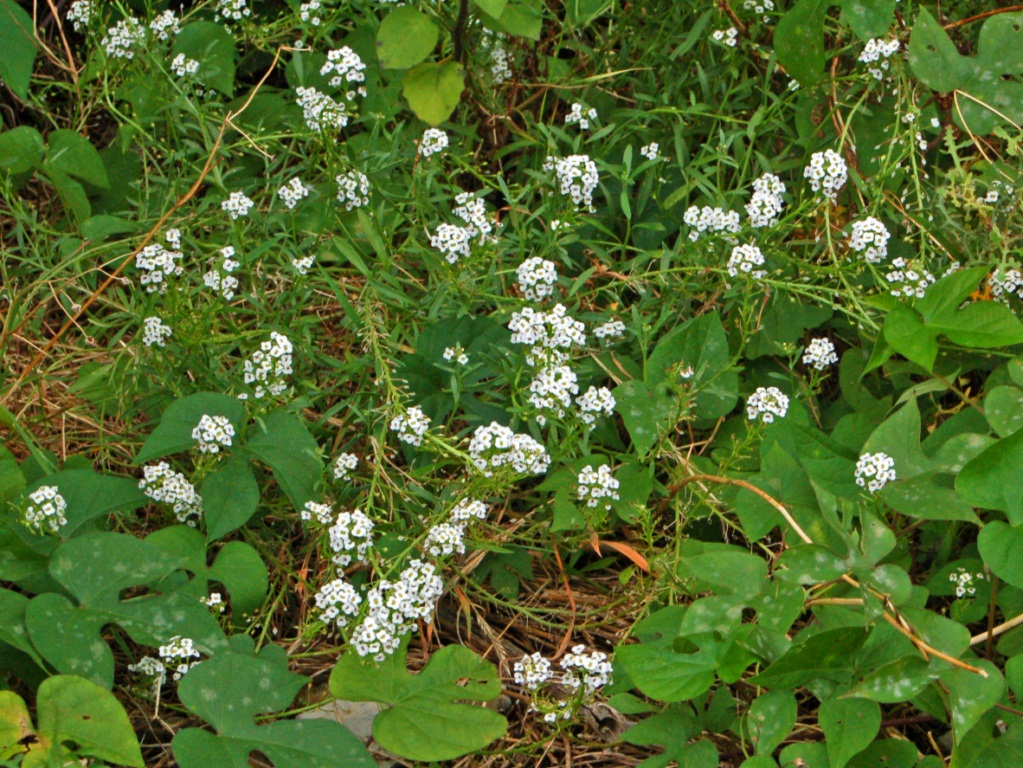 Sweet alyssum: Lobularia maritima - Genova, Italy