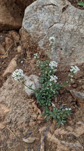 Sweet alyssum (Lobularia maritima)