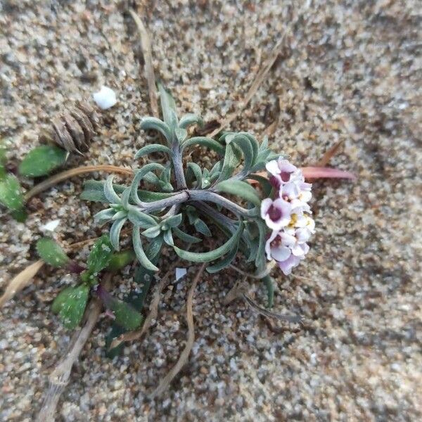 Sweet alyssum (Lobularia maritima)