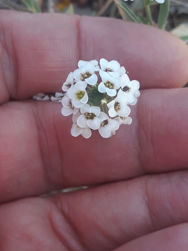 Sweet alyssum (Lobularia maritima)