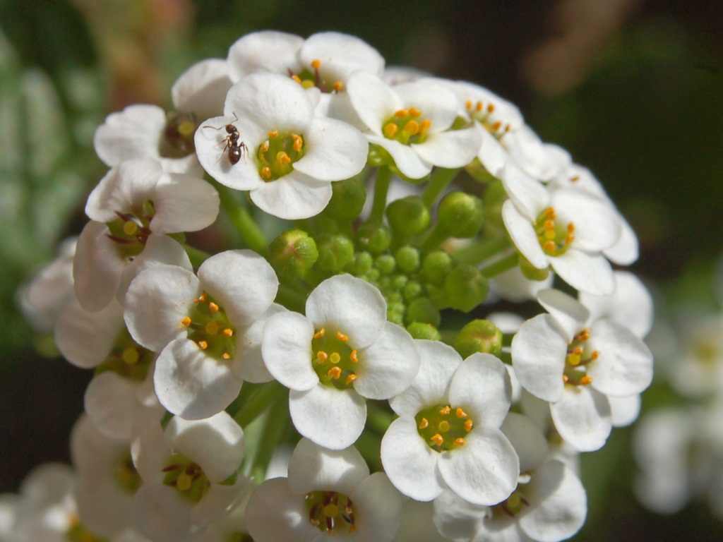 Sweet alyssum: Lobularia maritima - Genova, Italy