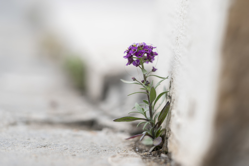 Sweet alyssum (Lobularia maritima)