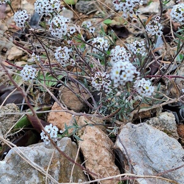 Sweet alyssum (Lobularia maritima)