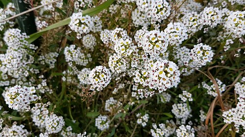Sweet alyssum: Caps blancs pel Bellveret, Xàtiva.