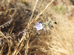 Loeselia coerulea (Loeselia coerulea)