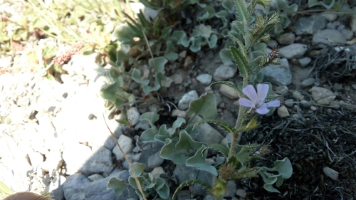 Loeselia coerulea (Loeselia coerulea)