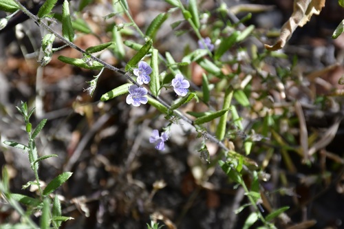 Loeselia coerulea (Loeselia coerulea)