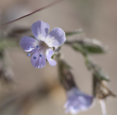 Loeselia coerulea (Loeselia coerulea)