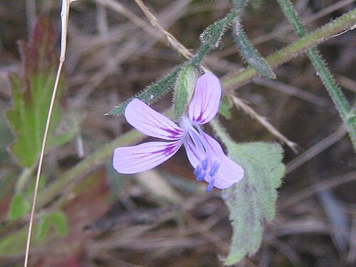 Glandular false calico: Loeselia glandulosa