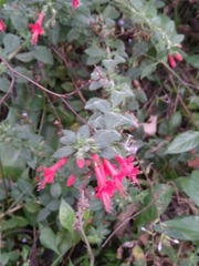 Loeselia mexicana (Loeselia mexicana)