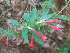 Loeselia mexicana (Loeselia mexicana)