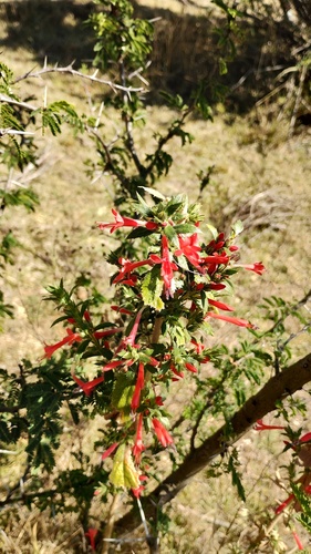 Loeselia mexicana (Loeselia mexicana)