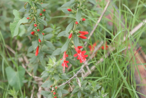 Loeselia mexicana (Loeselia mexicana)