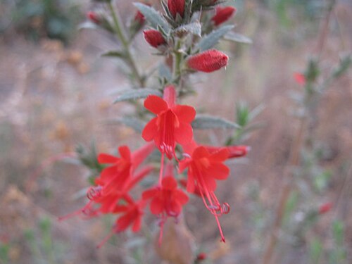 Loeselia mexicana: Loeselia mexicana- detalle