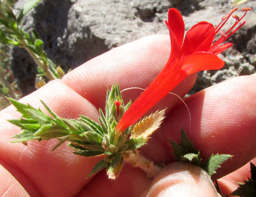 Loeselia mexicana (Loeselia mexicana)