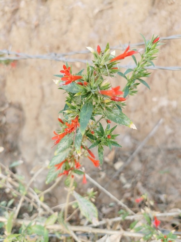 Loeselia mexicana (Loeselia mexicana)