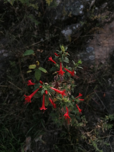 Loeselia mexicana (Loeselia mexicana)