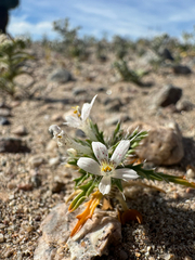 Schott's calico (Loeseliastrum schottii)
