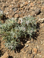 Schott's calico (Loeseliastrum schottii)