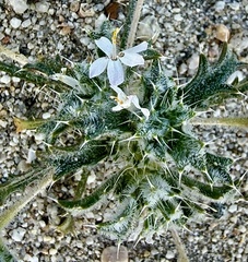 Schott's calico (Loeseliastrum schottii)
