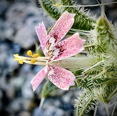 Schott's calico (Loeseliastrum schottii)