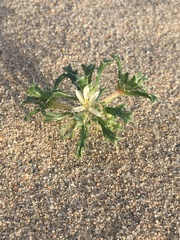 Schott's calico (Loeseliastrum schottii)