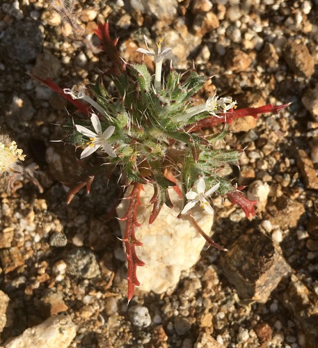 Schott's calico (Loeseliastrum schottii)