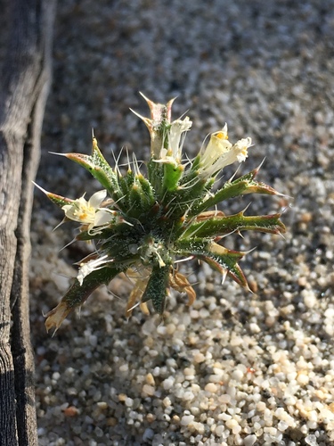 Schott's calico (Loeseliastrum schottii)