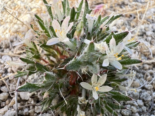 Schott's calico (Loeseliastrum schottii)