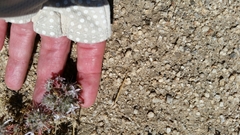 Schott's calico (Loeseliastrum schottii)