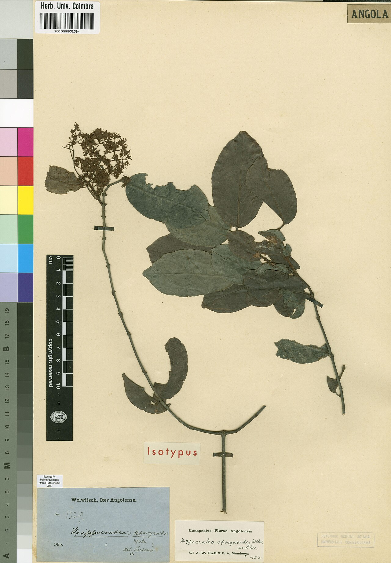 Loeseneriella apocynoides: Photograph of Isotype of Loeseneriella apocynoides at Herbarium of the University of Coimbra, Portugal (COI). Specimen COI00005259. http://coicatalogue.uc.pt/sp