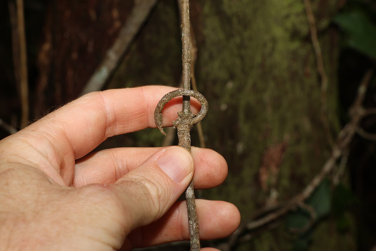 Knot vine: Knotvine ( Loeseneriella barbata ) in Australia