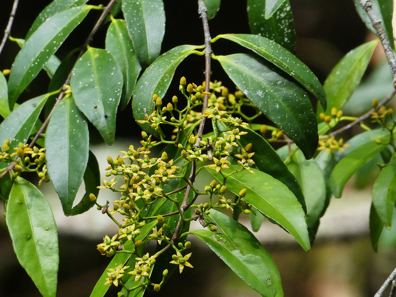 Knot vine: Loeseneriella barbata in flower at Crystal Cascades near Cairns , Queensland