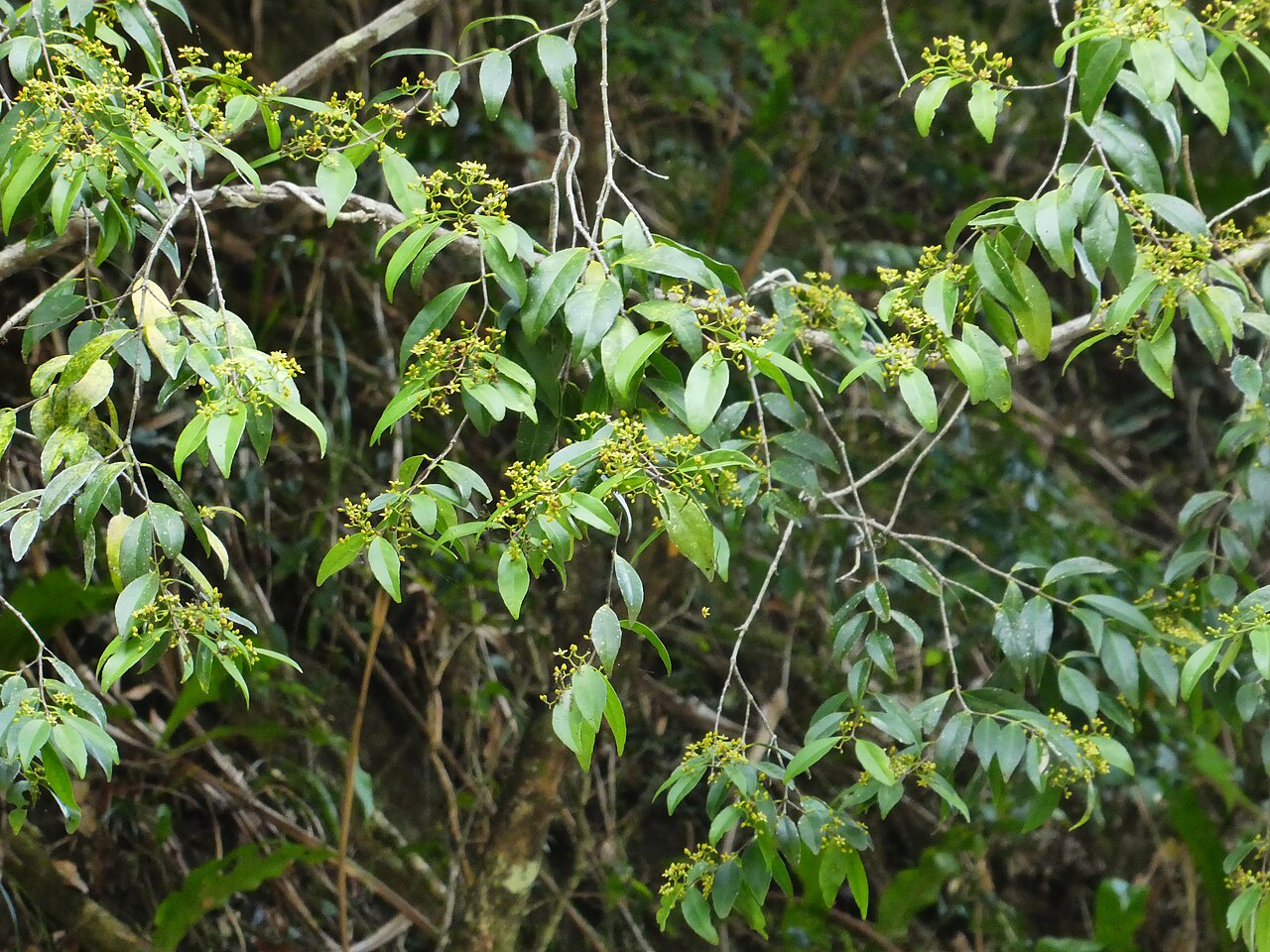 Knot vine: Loeseneriella barbata in flower at Crystal Cascades near Cairns , Queensland