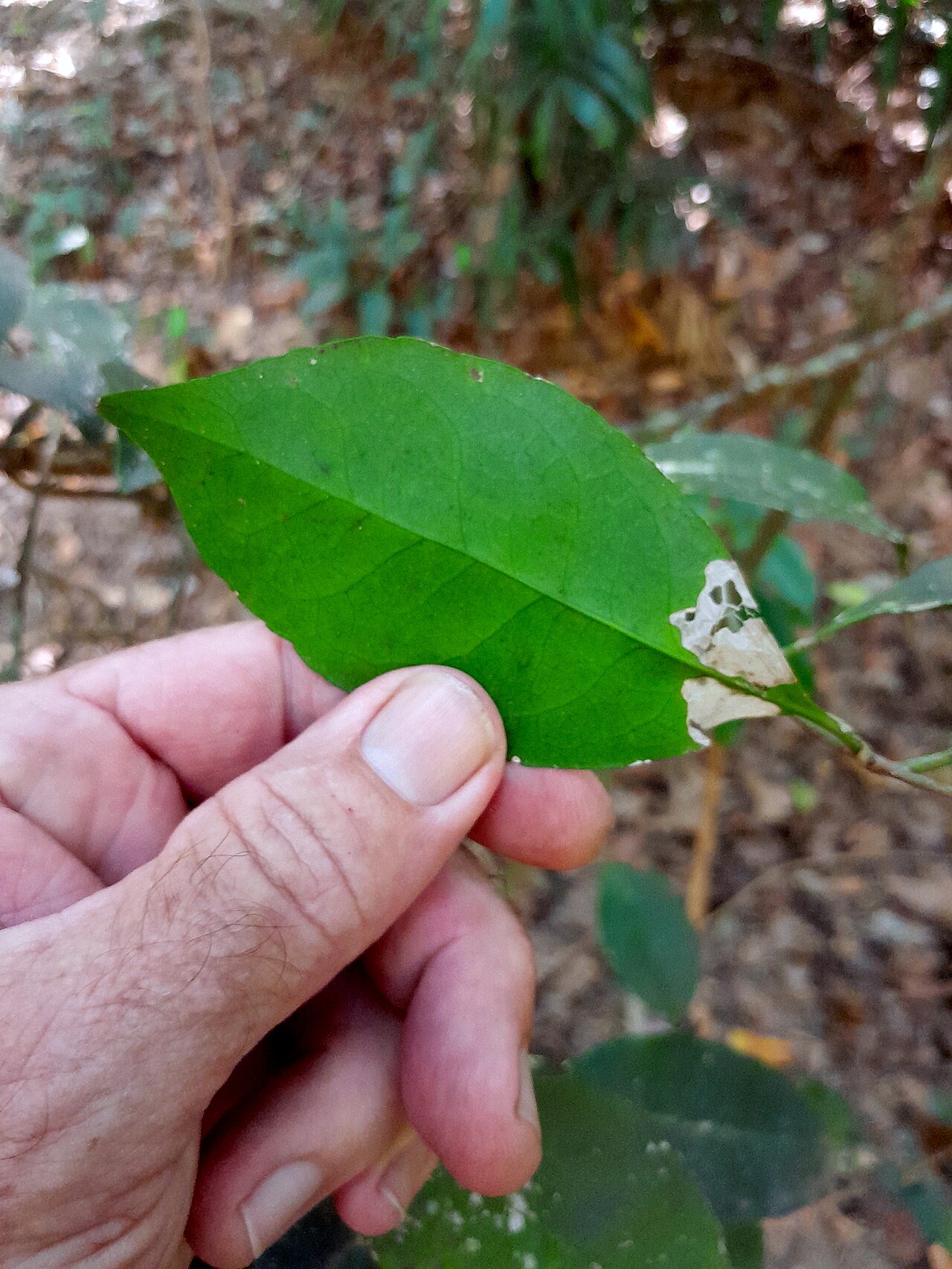 Knot vine: Loeseneriella barbata at Goomboora Park in Cairns , Queensland