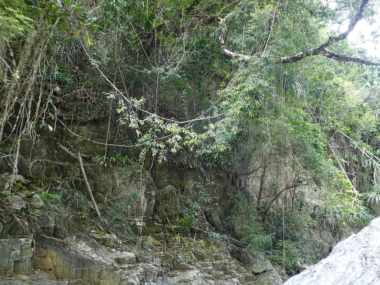 Knot vine: Loeseneriella barbata in flower at Crystal Cascades near Cairns , Queensland