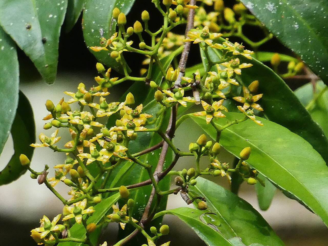 Knot vine: Loeseneriella barbata in flower at Crystal Cascades near Cairns , Queensland