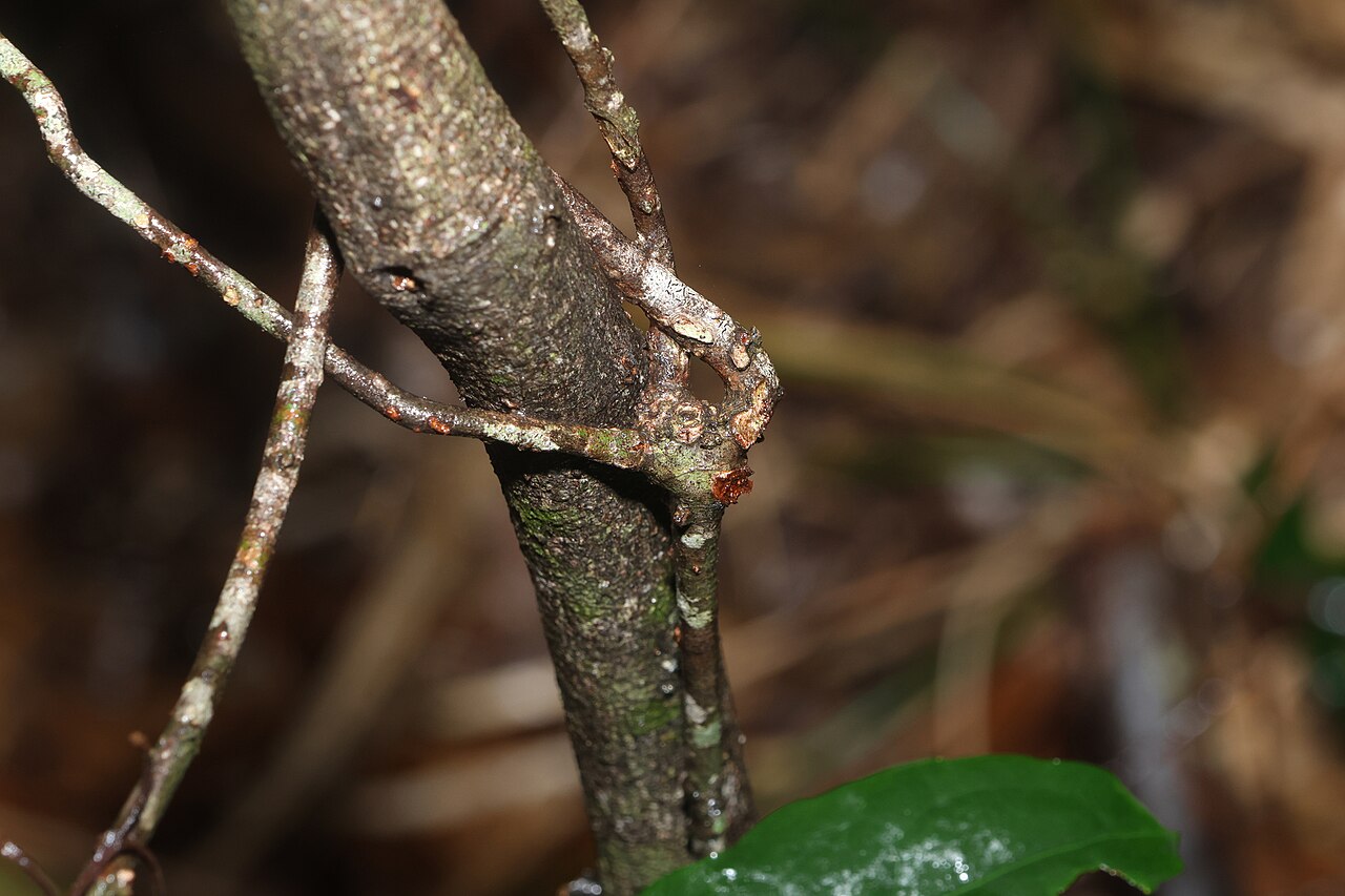 Knot vine: Knotvine ( Loeseneriella barbata ) in Australia