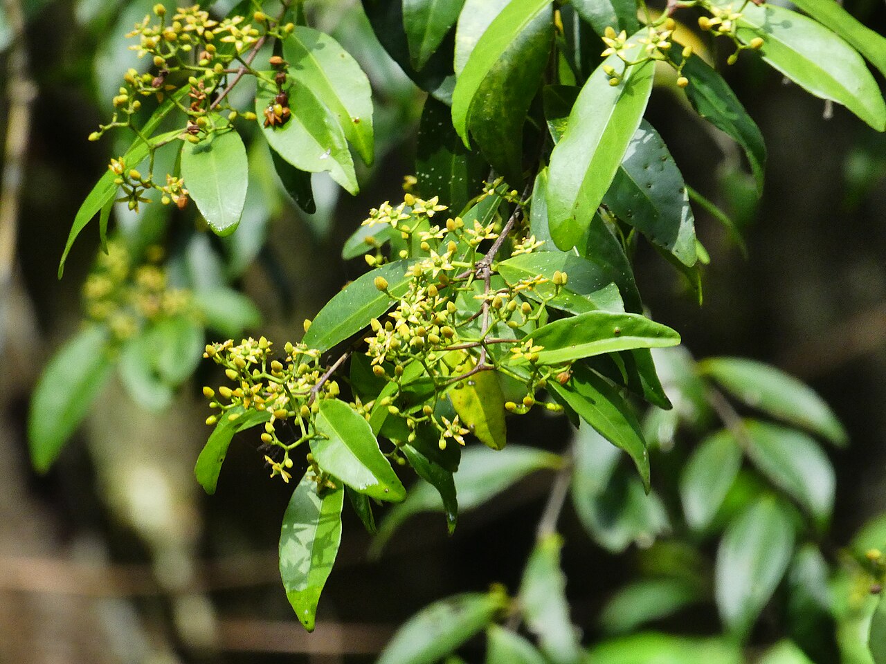 Knot vine: Loeseneriella barbata in flower at Crystal Cascades near Cairns , Queensland