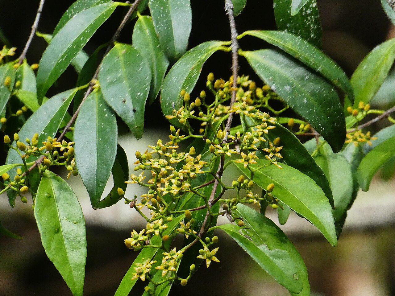 Knot vine: Loeseneriella barbata in flower at Crystal Cascades near Cairns , Queensland