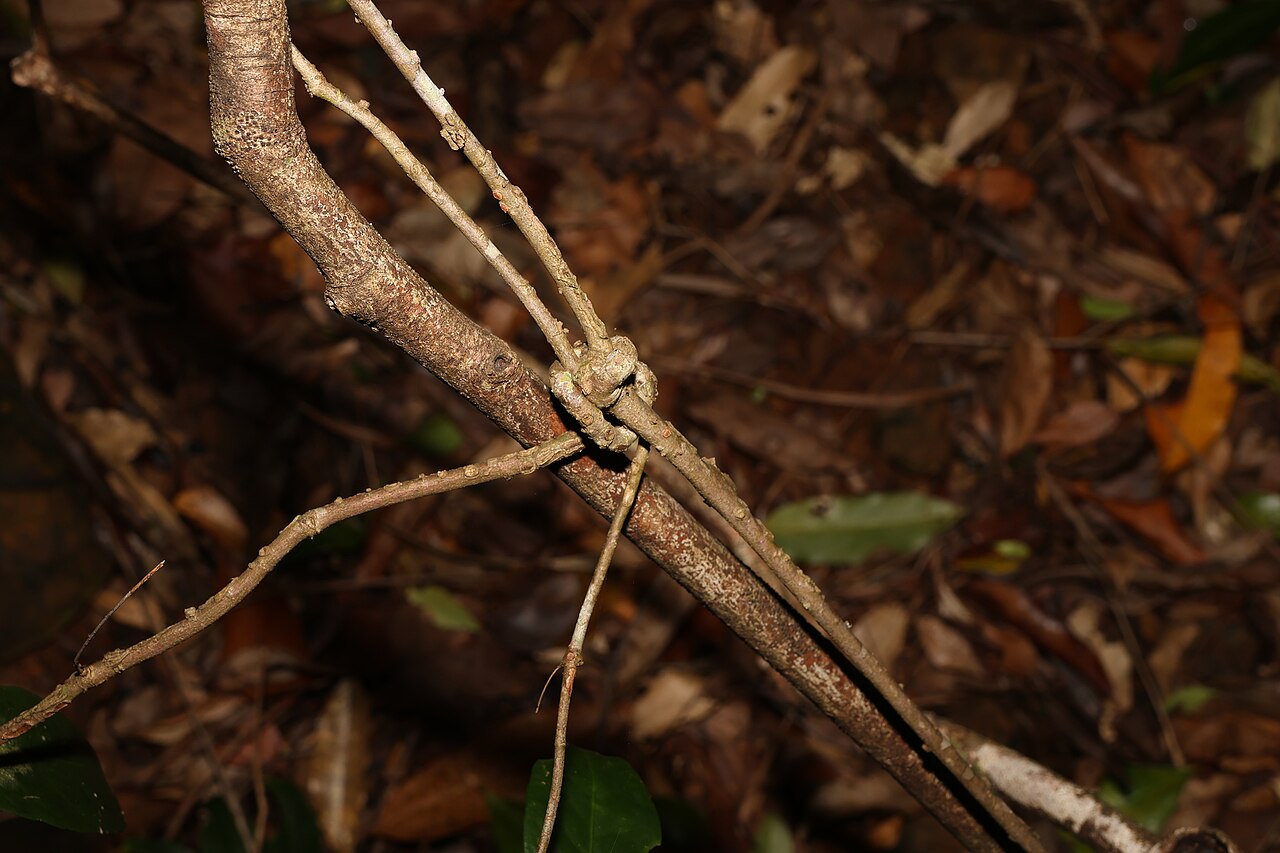Knot vine: Knotvine ( Loeseneriella barbata ) in Australia