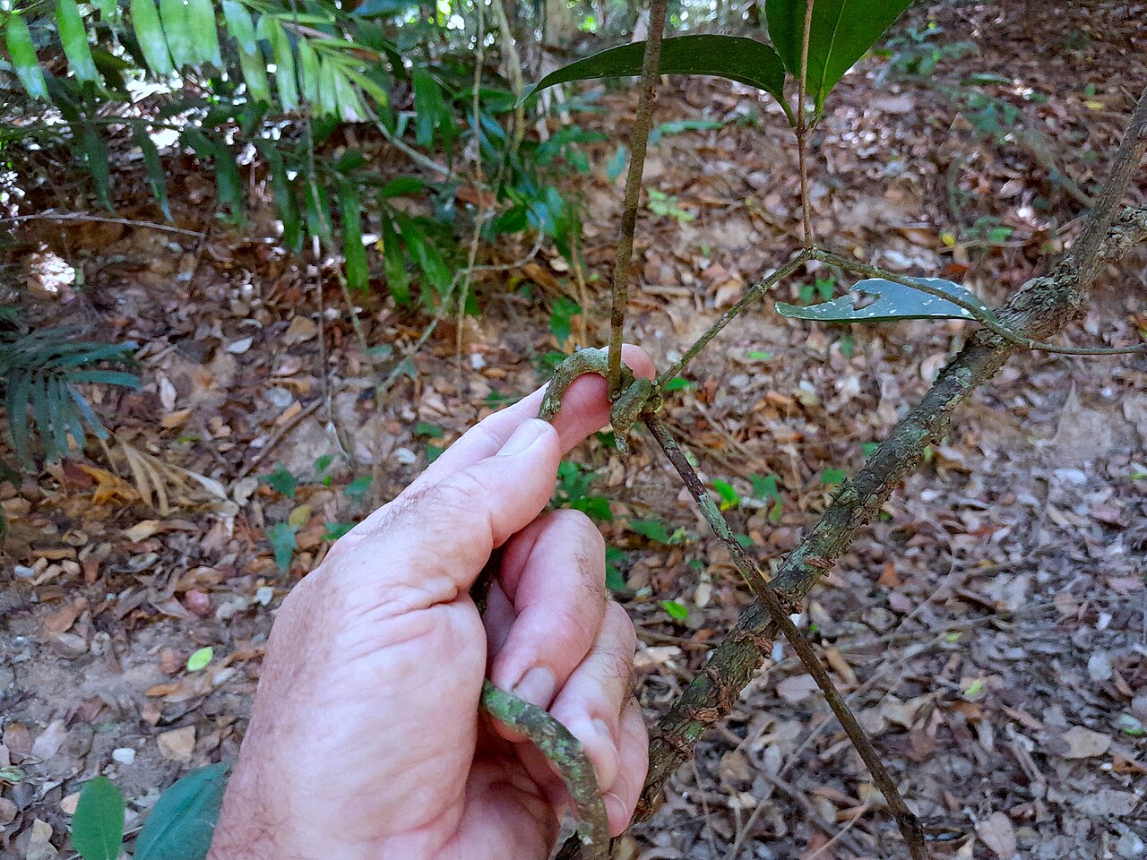 Knot vine: Loeseneriella barbata at Goomboora Park in Cairns , Queensland