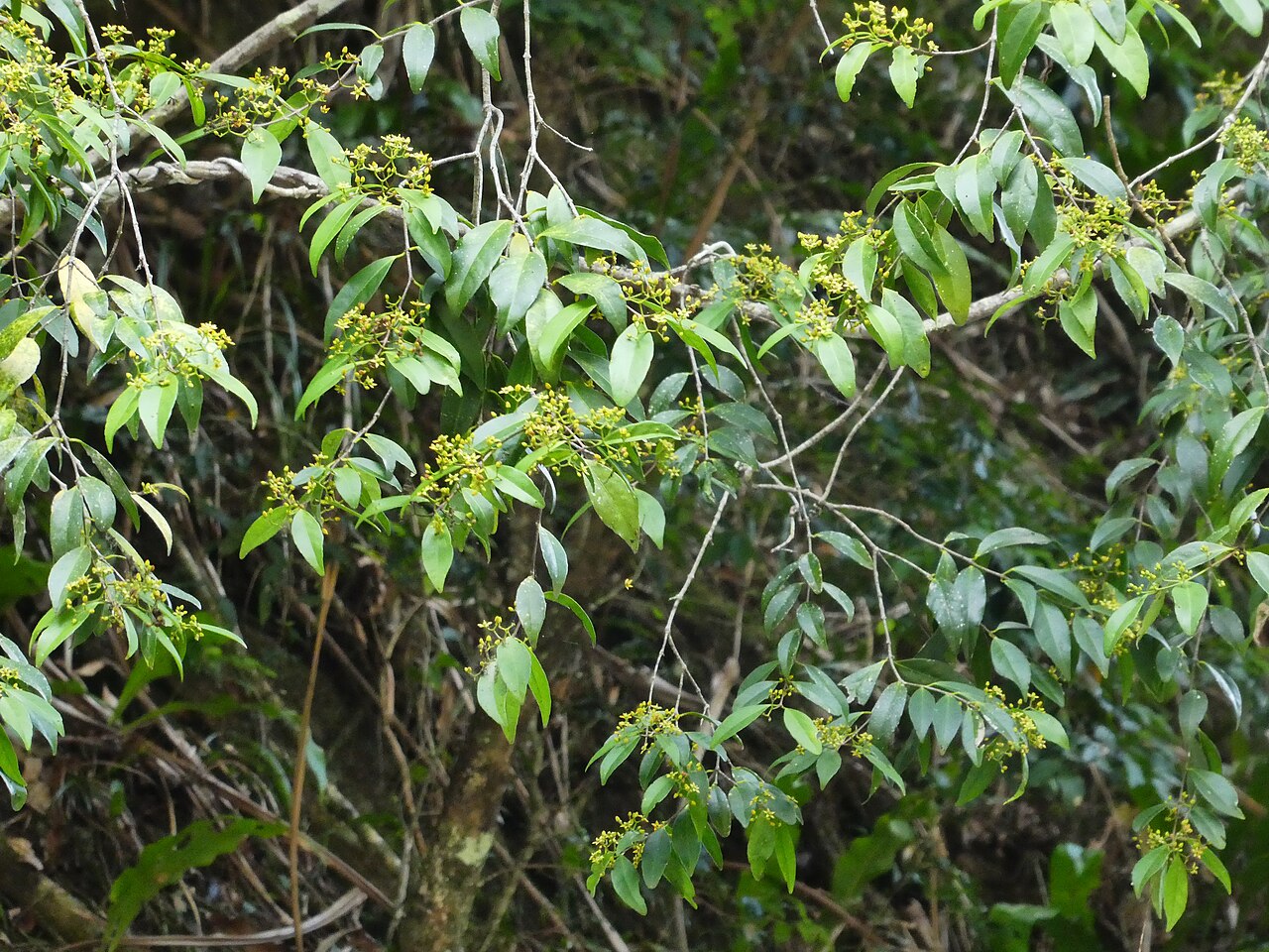 Knot vine: Loeseneriella barbata in flower at Crystal Cascades near Cairns , Queensland