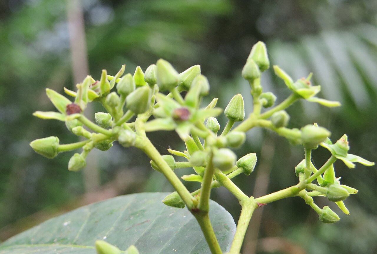 Loeseneriella bourdillonii: Loeseneriella bourdillonii