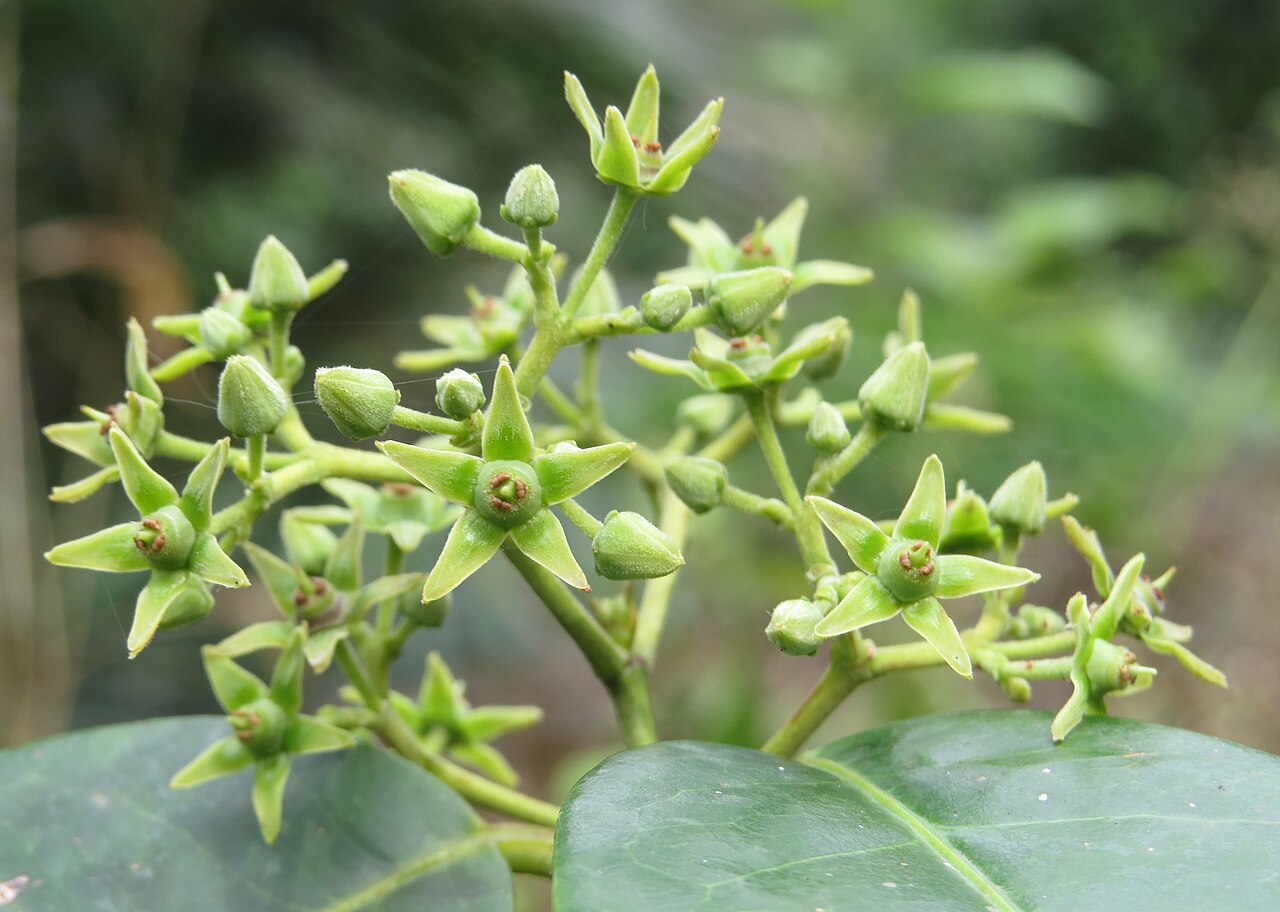 Loeseneriella bourdillonii: Loeseneriella bourdillonii