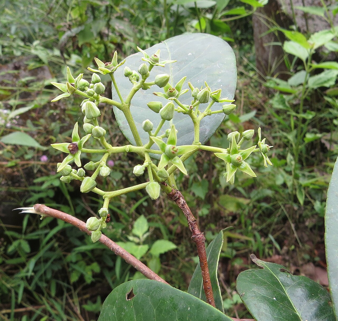 Loeseneriella bourdillonii: Loeseneriella bourdillonii