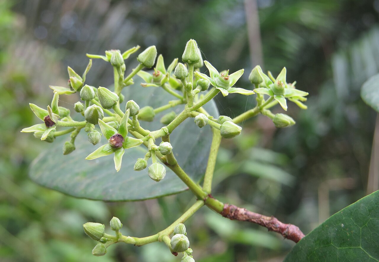 Loeseneriella bourdillonii: Loeseneriella bourdillonii