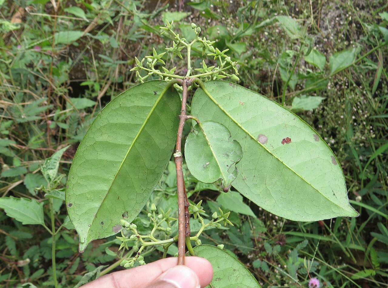 Loeseneriella bourdillonii: Loeseneriella bourdillonii