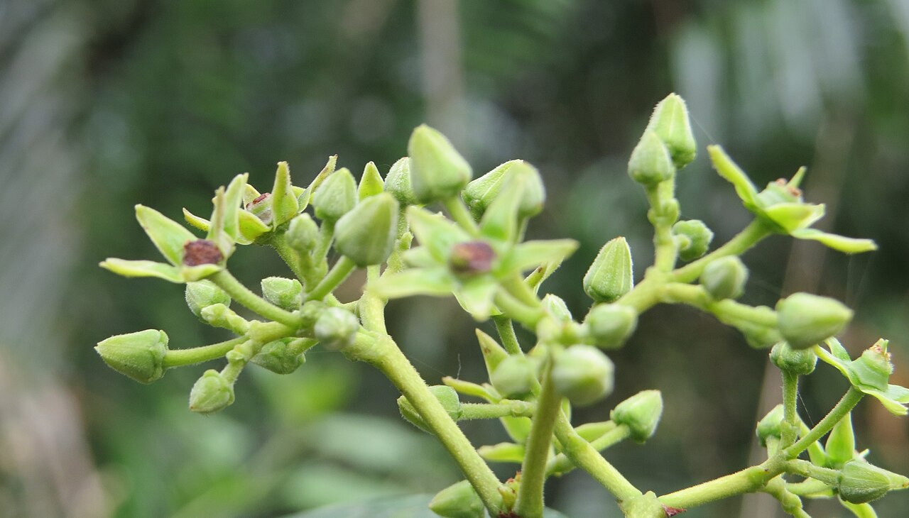 Loeseneriella bourdillonii: Loeseneriella bourdillonii