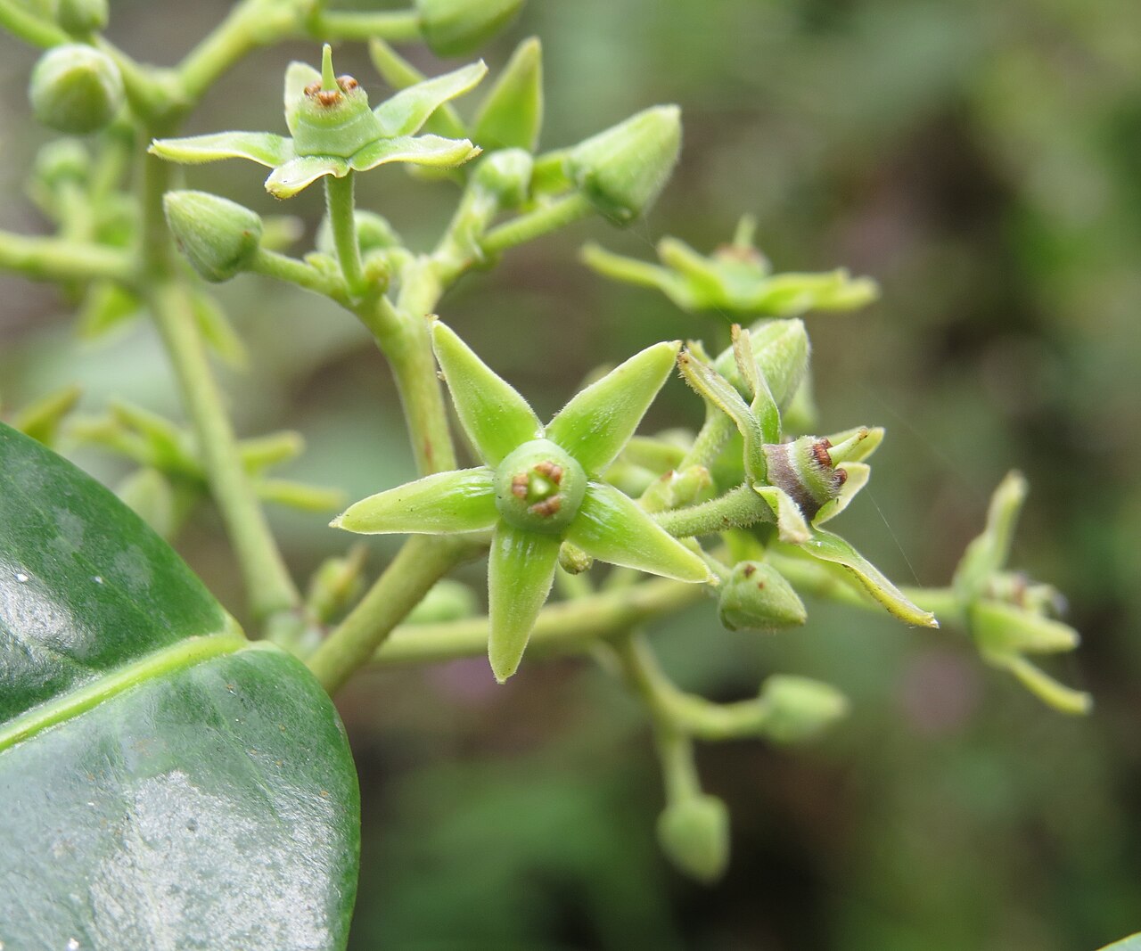 Loeseneriella bourdillonii: Loeseneriella bourdillonii